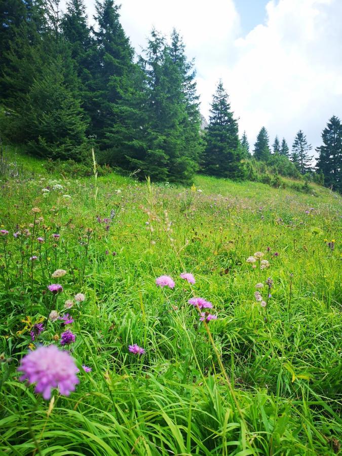 Zlatarske brvnare Zlatar Chalets Nova Varoš Exteriör bild